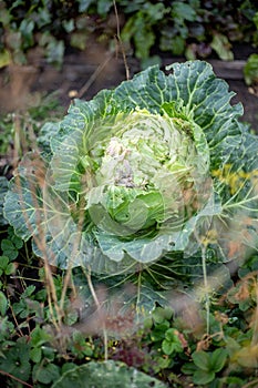 Cabbage harvest vegetable garden kale autumn photo